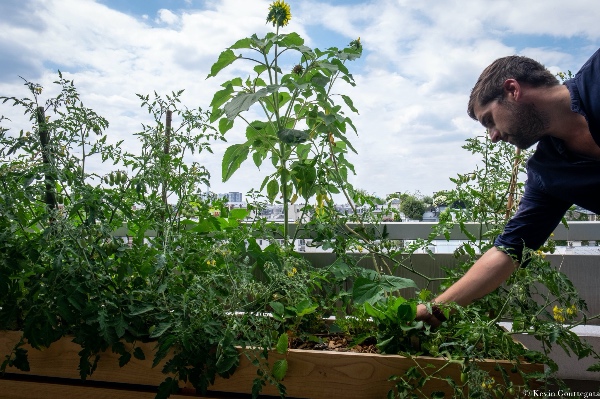 Animation de jardin pédagogiques partagés, ateliers nature et biodiversité, ateliers écologiques, potager urbain agriculture urbaine, installation et entretien de jardins comestibles en Ille-et-Vilaine 35 et Mayenne 53