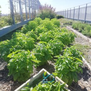 Créez un jardin comestible pour votre restaurant : aromatiques rares, fleurs comestibles, fruits et légumes de saison.