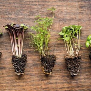 Animation jardinage écologique lors d’un événement grand public, avec atelier participatif micro pousses et découverte des plantes comestibles.