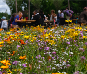Sensibilisation à la biodiversité dans le cadre d’un événement grand public, observation et compréhension des écosystèmes. semis d'e prairie fleurie mellifère