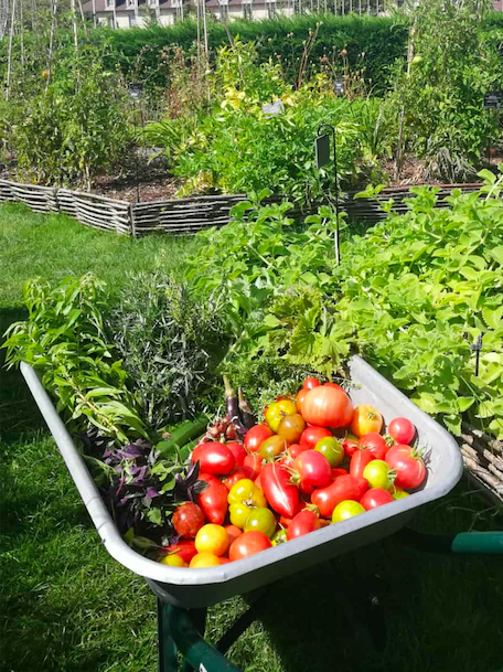 Créez un jardin comestible pour votre restaurant : aromatiques rares, fleurs comestibles, fruits et légumes de saison.