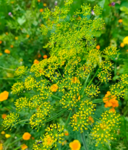 Bouquet comestible et aromatiques, Atelier nature pour événement grand public, animation conviviale autour des plantes et du vivant.