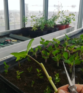 Atelier jardinage pédagogique animé par Labotanic, Boutures et transmission de gestes simples et écoresponsables autour du végétal.