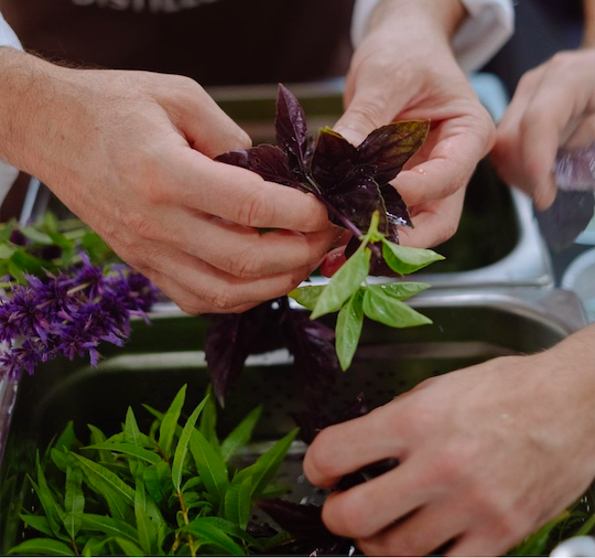 Animation nature et alimentation durable, découverte des plantes aromatiques et fleurs comestibles et usages culinaires.